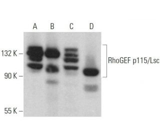 RhoGEF p115/Lsc Antibody (B-7) - Western Blotting - Image 359196 