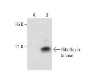 Riboflavin kinase Antibody (E-7) - Western Blotting - Image 309612