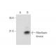 Riboflavin kinase Antibody (E-7) - Western Blotting - Image 309612
