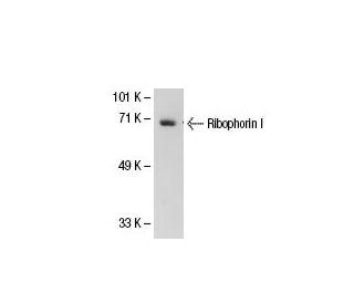 Ribophorin I Antibody (E-7) - Western Blotting - Image 21938 