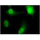 Ribosomal Protein L11 Antibody (2A1) - Immunohistochemistry - Image 346122 