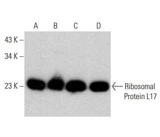 Ribosomal Protein L17 Antibody (C-8) - Western Blotting - Image 376830 