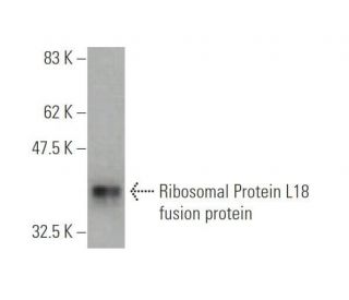 Ribosomal Protein L18 Antibody (3D5) - Western Blotting - Image 348825