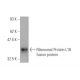 Ribosomal Protein L18 Antibody (3D5) - Western Blotting - Image 348825