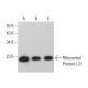 Ribosomal Protein L21 Antibody (D-7) - Western Blotting - Image 376680
