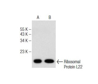 Ribosomal Protein L22 Antibody (52) - Western Blotting - Image 147347 