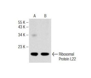 Ribosomal Protein L22 Antibody (D-7) - Western Blotting - Image 147346 