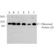 Ribosomal Protein L22 Antibody (D-7) - Western Blotting - Image 359593