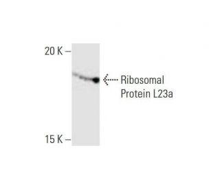 Ribosomal Protein L23a Antibody (3E11) - Western Blotting - Image 352138 