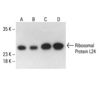 Ribosomal Protein L24 Antibody (C-5) - Western Blotting - Image 411078 
