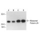Ribosomal Protein L24 Antibody (C-5) - Western Blotting - Image 411078 