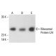 Ribosomal Protein L24 Antibody (C-5) - Western Blotting - Image 411079