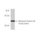 Ribosomal Protein L30 Antibody (4E6) - Western Blotting - Image 348827