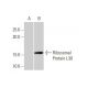 Ribosomal Protein L30 Antibody (4E6) - Western Blotting - Image 352139 