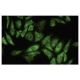 Ribosomal Protein L4 Antibody (RQ-7) - Immunofluorescence - Image 35697