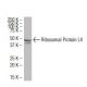 Ribosomal Protein L4 Antibody (RQ-7) - Western Blotting - Image 34211 