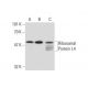 Ribosomal Protein L4 Antibody (RQ-7) - Western Blotting - Image 134880 