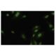 Ribosomal Protein L9 Antibody (ST-7) - Immunofluorescence - Image 35690 