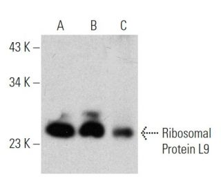 Ribosomal Protein L9 Antibody (ST-7) - Western Blotting - Image 368592 