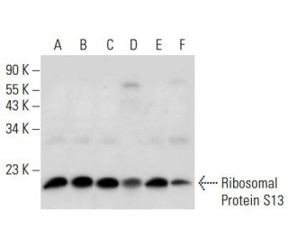 Ribosomal Protein S13 Antibody (C-3) - Western Blotting - Image 308087 
