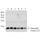 Ribosomal Protein S13 Antibody (C-3) - Western Blotting - Image 308087 