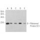 Ribosomal Protein S13 Antibody (C-3) - Western Blotting - Image 367147