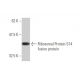 Ribosomal Protein S14 Antibody (3G5) - Western Blotting - Image 348830