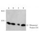 Ribosomal Protein S14 Antibody (3G5) - Western Blotting - Image 368231 