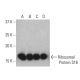 Ribosomal Protein S16 Antibody (D-8) - Western Blotting - Image 401233