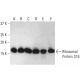 Ribosomal Protein S16 Antibody (D-8) - Western Blotting - Image 401234 