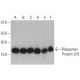 Ribosomal Protein S16 Antibody (D-8) - Western Blotting - Image 401235 