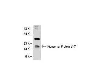 Ribosomal Protein S17 Antibody (40-K) - Western Blotting - Image 31399