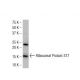 Ribosomal Protein S17 Antibody (40-K) - Western Blotting - Image 34208 