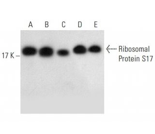Ribosomal Protein S17 Antibody (40-K) - Western Blotting - Image 303742 
