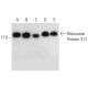 Ribosomal Protein S17 Antibody (40-K) - Western Blotting - Image 303742 