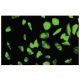 Ribosomal Protein S23 Antibody (SJ-K2) - Immunofluorescence - Image 35696 