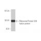 Ribosomal Protein S29 Antibody (3G9) - Western Blotting - Image 348831