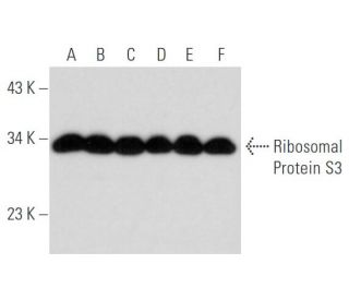 Ribosomal Protein S3 Antibody (C-7) - Western Blotting - Image 345845