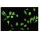 Ribosomal Protein S5 Antibody (464-J) - Immunofluorescence - Image 35694 