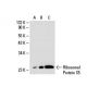 Ribosomal Protein S5 Antibody (464-J) - Western Blotting - Image 20444