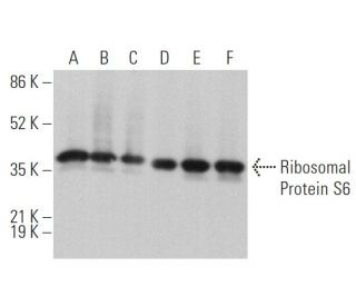 Ribosomal Protein S6 Antibody (C-8) - Western Blotting - Image 373060 