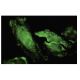 Ribosomal Protein S7 Antibody (44-K) - Immunofluorescence - Image 35695