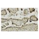 Ribosomal Protein S7 Antibody (44-K) - Immunohistochemistry - Image 36179 