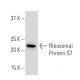 Ribosomal Protein S7 Antibody (44-K) - Western Blotting - Image 34207 