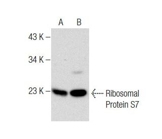 Ribosomal Protein S7 Antibody (E-1) - Western Blotting - Image 283470 