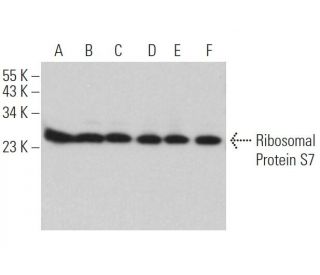 Ribosomal Protein S7 Antibody (E-1) - Western Blotting - Image 365454 