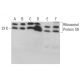 Ribosomal Protein S9 Antibody (E-3) - Western Blotting - Image 381292 