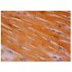 RIC-3 Antibody (G-8) - Immunohistochemistry - Image 313935 