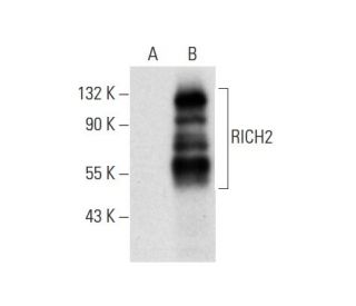RICH2 Antibody (A-7) - Western Blotting - Image 296886 