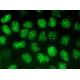 Rif1 Antibody (B-3) - Immunofluorescence - Image 374049 